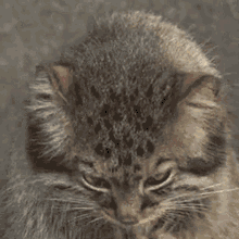 Manul Pallas Cat GIF - Manul Pallas Cat Licking Lips Emoji GIFs