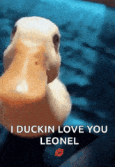 Duck Ducking GIF - Duck Ducking Hit GIFs