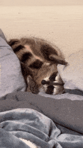 Raccoon Sleepy GIF