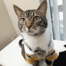 Milliecat Shirtcat GIF - Milliecat Shirtcat Hitting Camera Cat GIFs