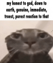 My Honest Reaction Cat GIF - My Honest Reaction Cat Cat Meme GIFs