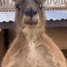 Kangaroo Scratch GIF