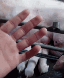 a close up of a person 's hand reaching out towards a cage of pigs