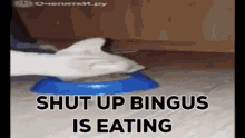 Bingus Eating GIF - Bingus Eating Shut Up GIFs