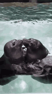 Seal Kiss GIF