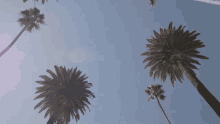palm trees gucci mane ballin in la song sunny la tropical weather
