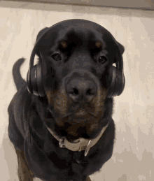 Heartaglows Dog GIF - Heartaglows Dog Music GIFs