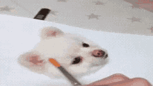 Puppy Drawing GIF - Puppy Drawing Funny GIFs