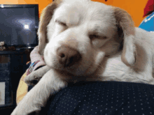 Zeus Dog GIF - Zeus Dog Tired GIFs
