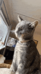 Findus Cat GIF - Findus Cat Cat Licking GIFs