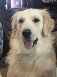 Puppy What GIF - Puppy What Seriously GIFs