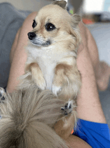 Chihuahua GIF - Chihuahua GIFs