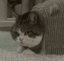 Cat What I Messed GIF - Cat What I Messed Good Heaven GIFs