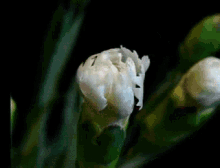 Karanfil GIF - Blooming Flower Bud GIFs