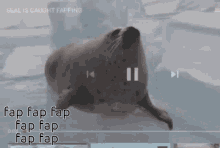Seal Seal Fap GIF - Seal Seal Fap Fap Fap GIFs