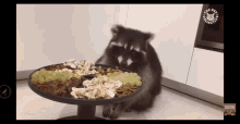 Hungry Raccoon GIF