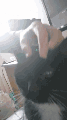 Dingus Cat GIF - Dingus Cat GIFs
