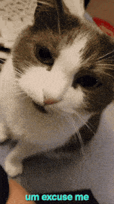 a close up of a cat with the words um excuse me underneath it
