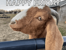 a brown and white goat looking over a fence with the words happy friday written below it