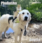 Phobosha Angela GIF - Phobosha Angela GIFs