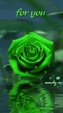 Green Rose For You GIF - Green Rose For You Rose GIFs