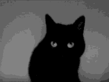 Little Black Cat Cat GIF - Little Black Cat Cat Black Cat GIFs