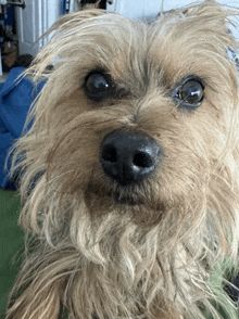 a close up of a dog 's nose with a blue bag behind it