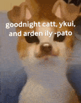 Pato Arden GIF - Pato Arden Yuki GIFs