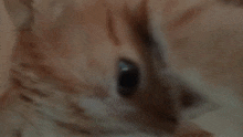 a close up of a cat 's face with a blurry background .