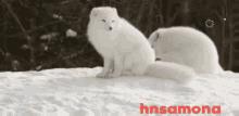 a couple of white foxes standing in the snow with the word hnsamona in red