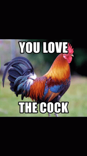 Cocklover