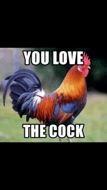 Cocklover Lovethecock GIF