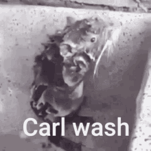 Carl Wash GIF - Carl Wash Carl Wash GIFs