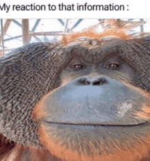Monkey Reaction GIF - Monkey Reaction My Reaction To That Information GIFs