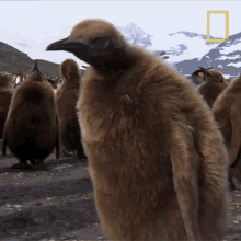 ill head off national geographic penguin parent powers i go off first goodbye