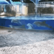 Dolphin Funny Animals GIF - Dolphin Funny Animals GIFs
