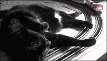 Cats Toy Train GIF - Cats Toy Train Funny Animals GIFs