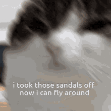 Wawa Cat I Walk Over The Earth In Special Sandals GIF