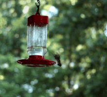 Bird Lamp GIF - Bird Lamp Light GIFs