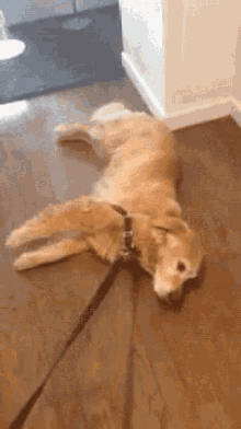 Lazy Drag GIF - Lazy Drag Dog GIFs