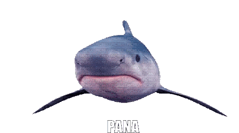 Pana Panagiotis Sticker - Pana Panagiotis Shark Stickers