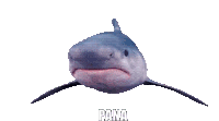 Pana Panagiotis Sticker - Pana Panagiotis Shark Stickers
