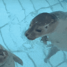 Seal Seal Kiss GIF - Seal Seal Kiss Seals Kissing GIFs