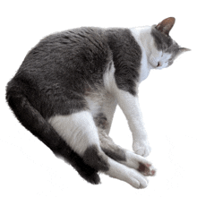 Odilecat Spincat GIF - Odilecat Spincat GIFs