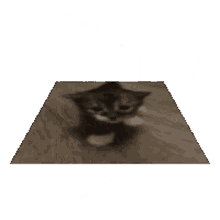 cat random silly spin 360
