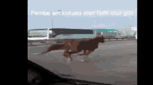 a horse is running on a highway with the words pembe am kokusu alan fatih olur gibi