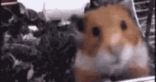 Creepy Hamster GIF - Creepy Hamster GIFs