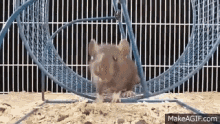 Rat Wheel GIF - Rat Wheel Race GIFs