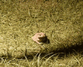 Home Frong In The Park 002 GIF - Home Frong In The Park 002 GIFs