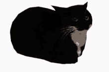 Maxwell Cat Spinning GIF - Maxwell Cat Spinning GIFs